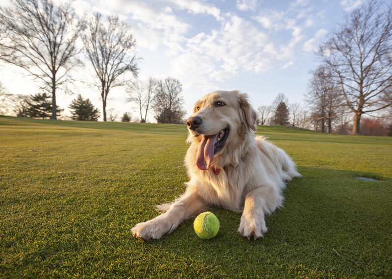 Dog with ball